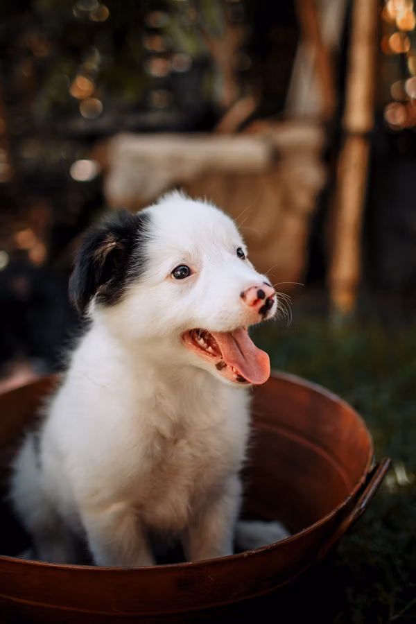 dog1