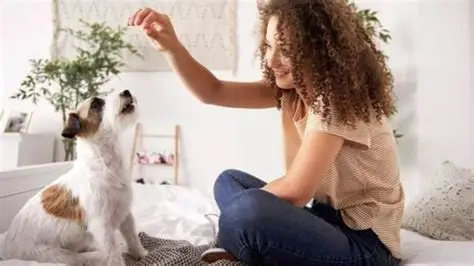 care dog2
