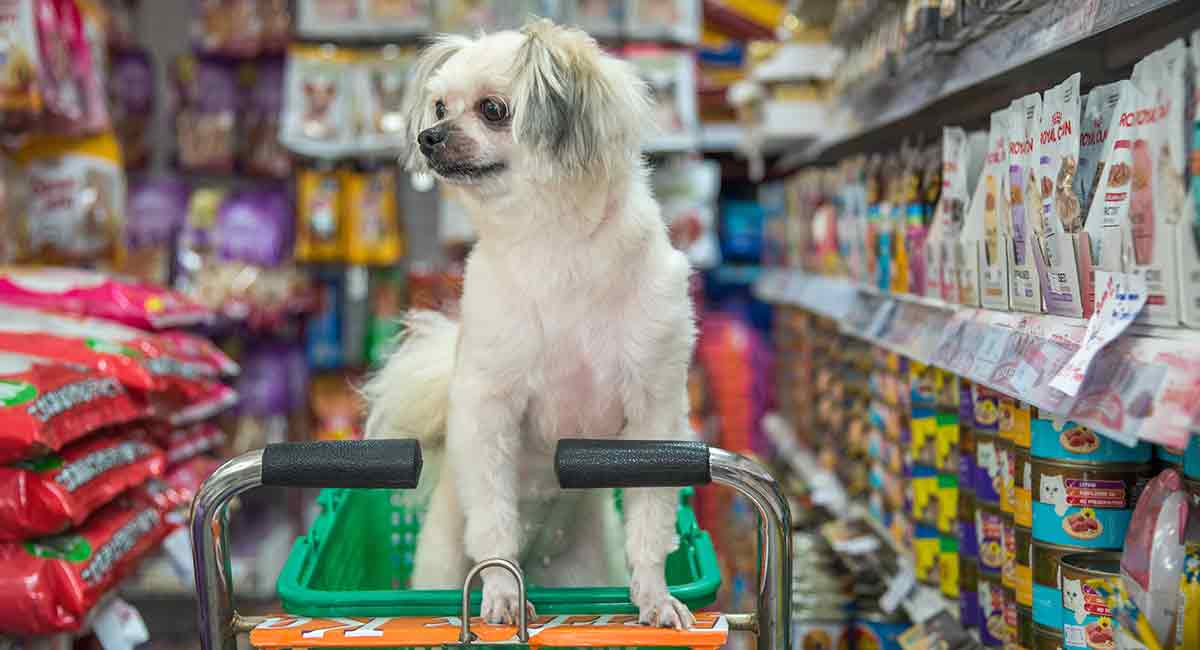 the best dog products for 2019 long