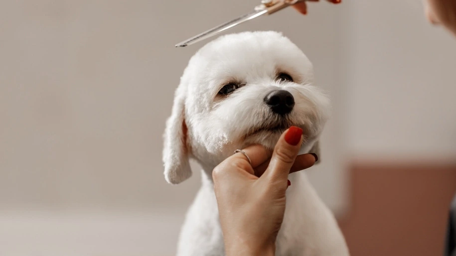 the importance of dog grooming 1